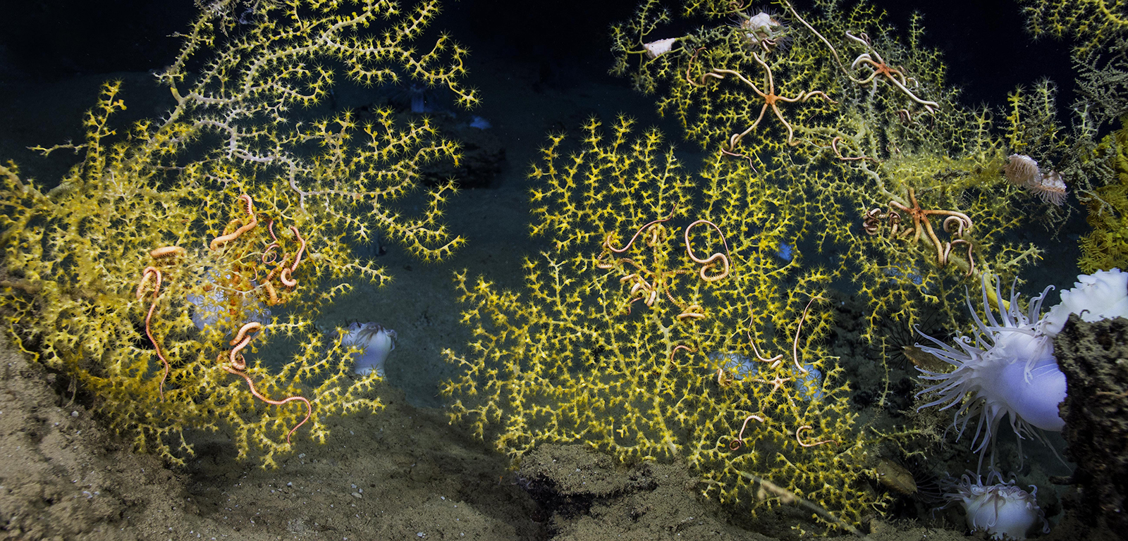 Megafaunal  (Coral) Ecology, Genetics & Proteomics